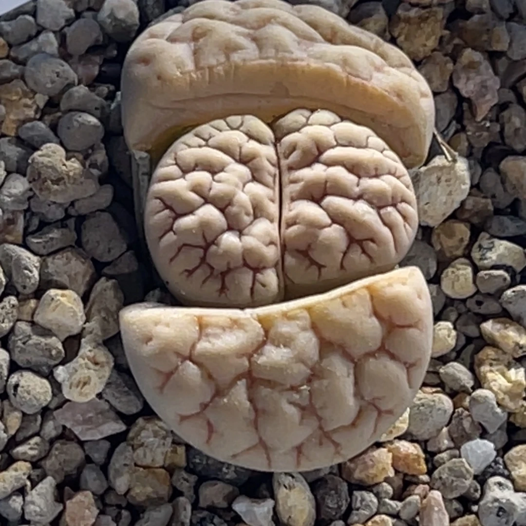 6134凹凸连纹189荒玉