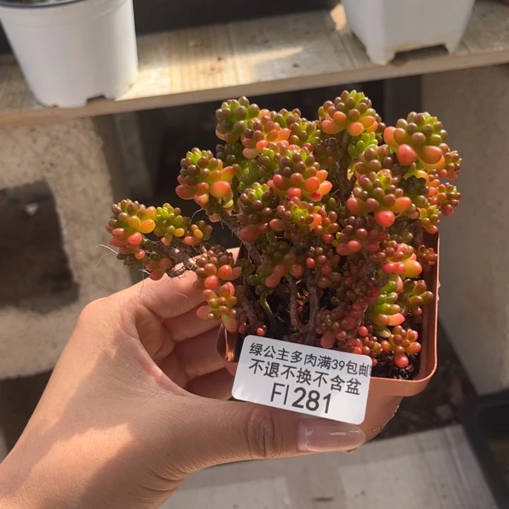 完全开放281-浆果 11cm