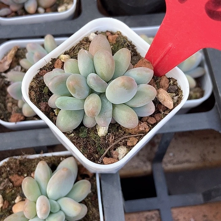 一***?多肉植物企鹅1962