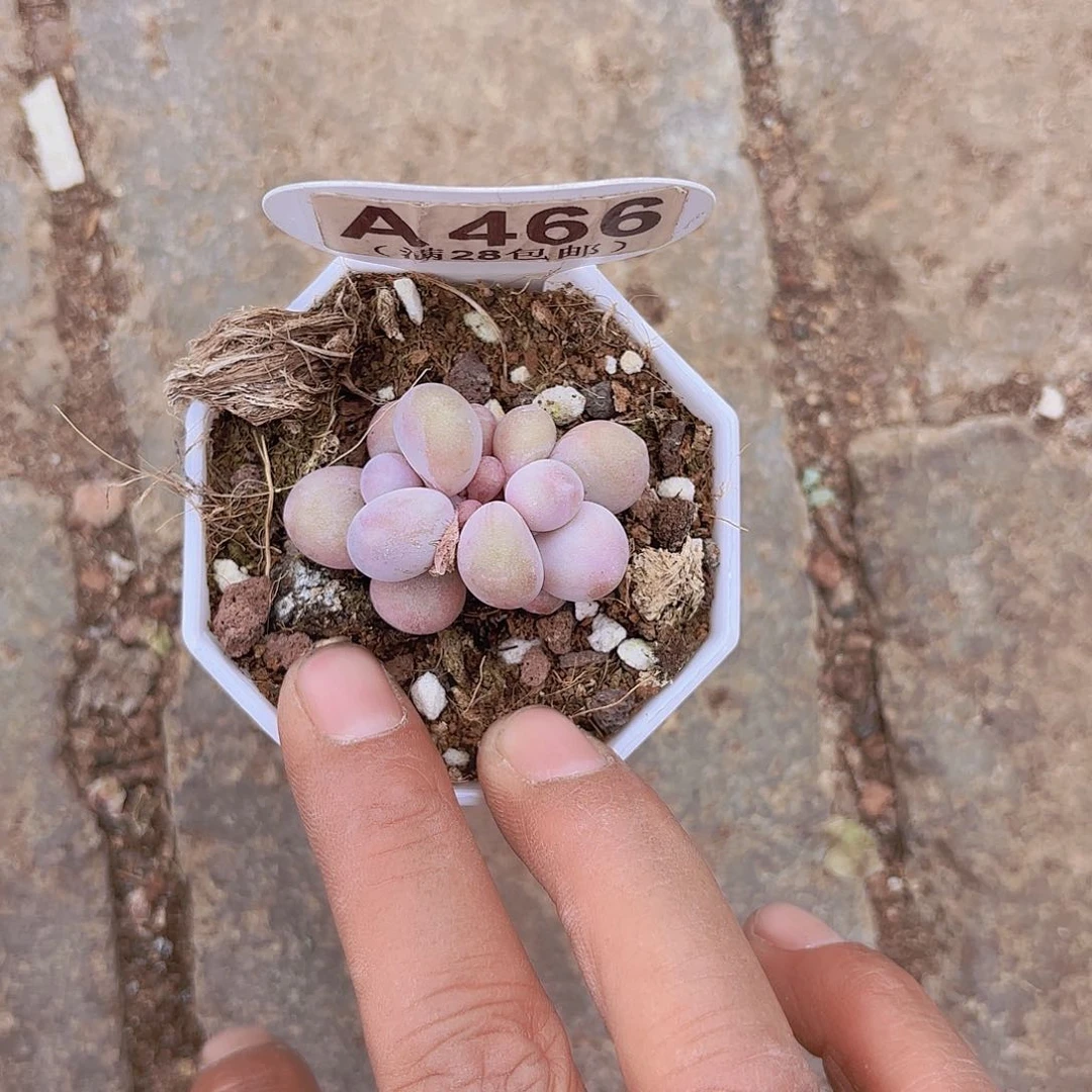 A466奶酪一物一拍