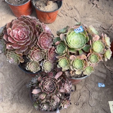 150多肉植物组合，