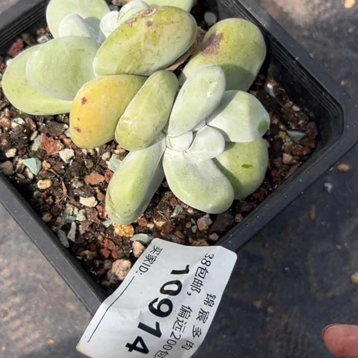 可爱拇指～一物一拍10914