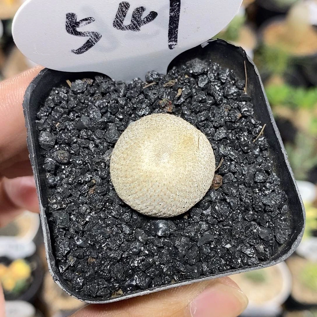 小人帽549号2.3cm