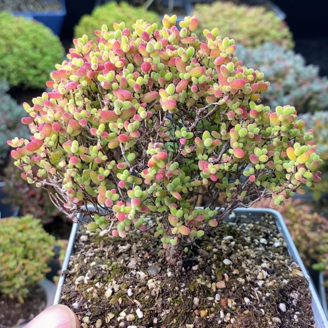 蜜橘糖球0946 。