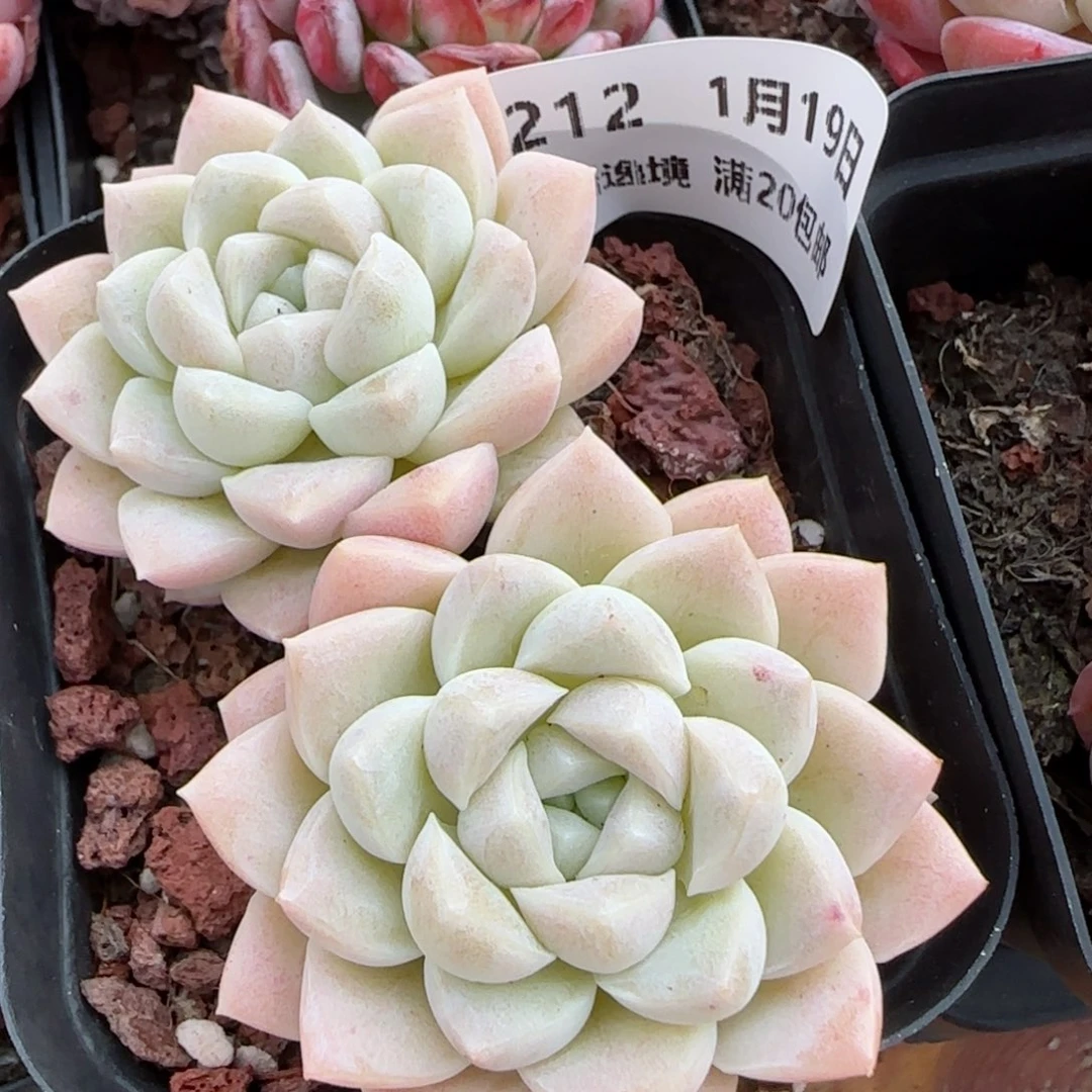 花语逸镜0119-212奶油某人