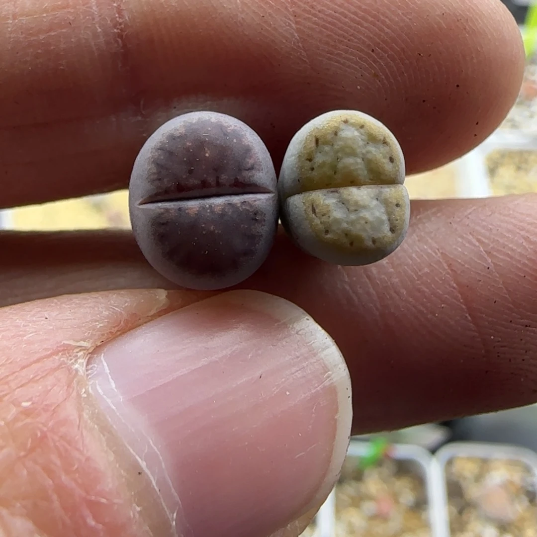 834福利一组小个子饼干清框福利30包邮