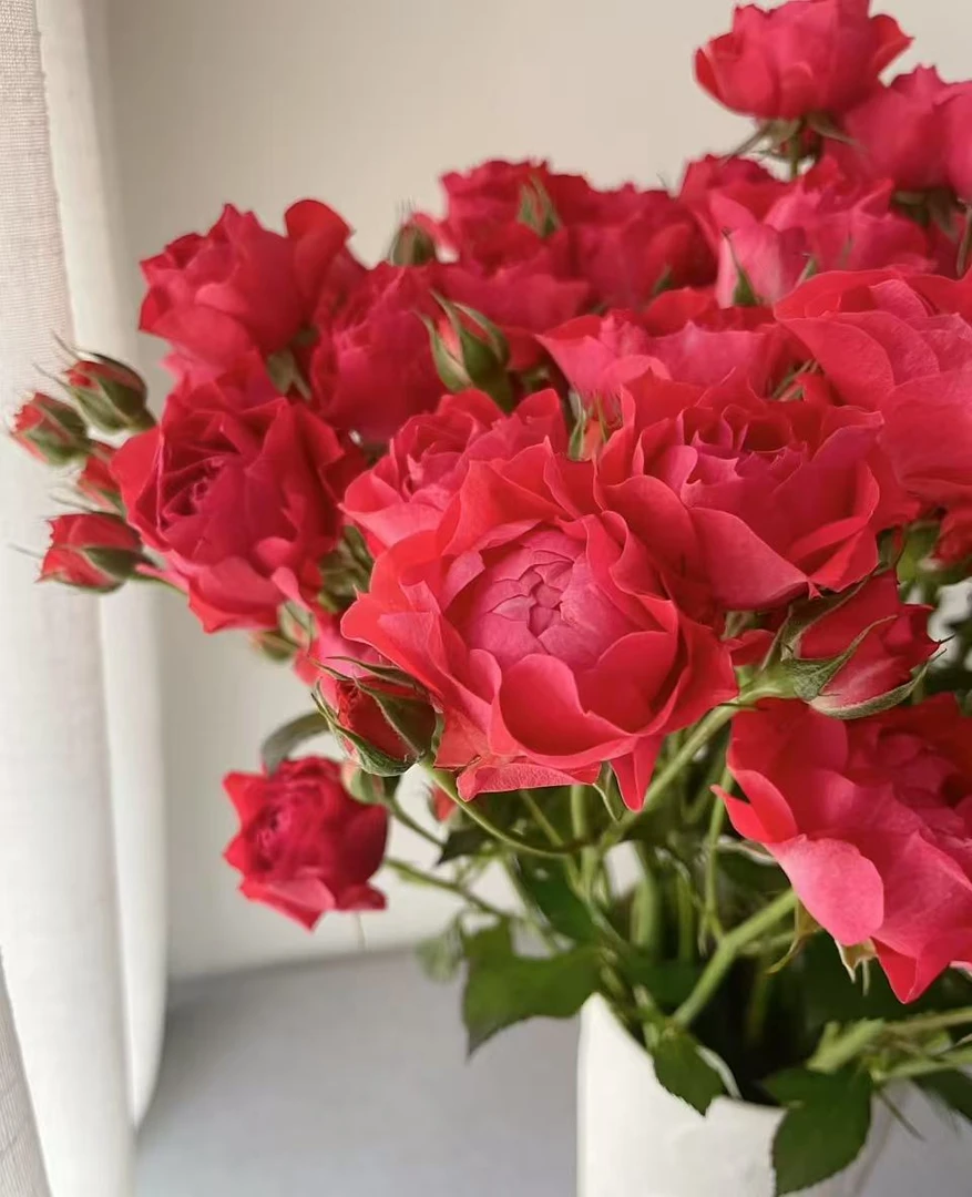 玉玲珑--稀有多头玫瑰（实物直播间展示为准）