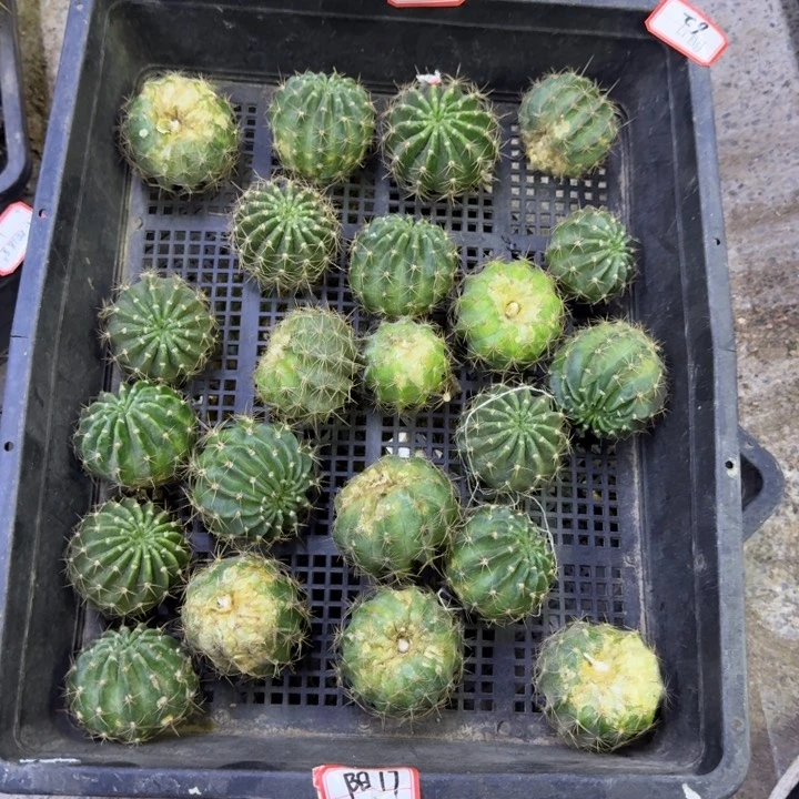 357丽花阳17歪无根侧牙4公分左右，20包邮
