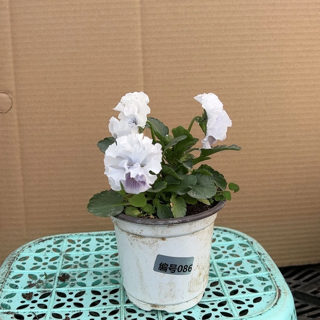 【闪购商品】完全开放086号