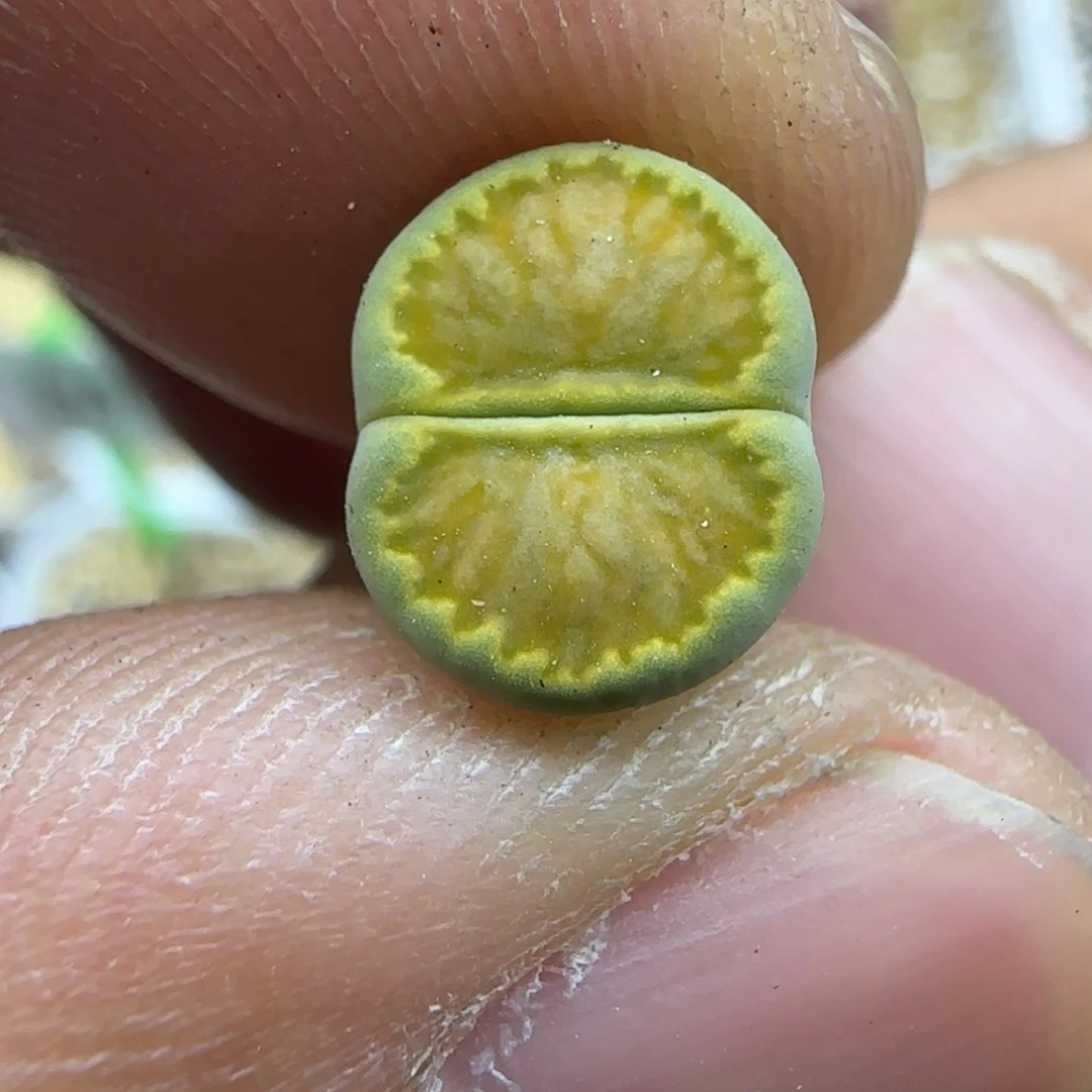 798 生石花大棚直播