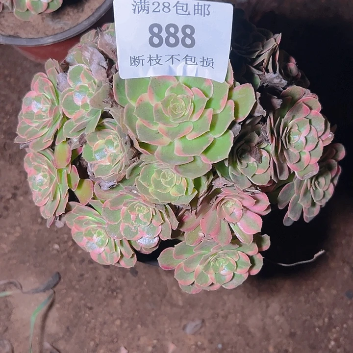 888安娜多肉植物保护