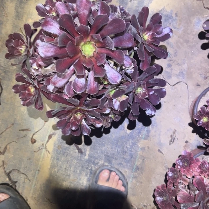 一物一拍多肉法师133