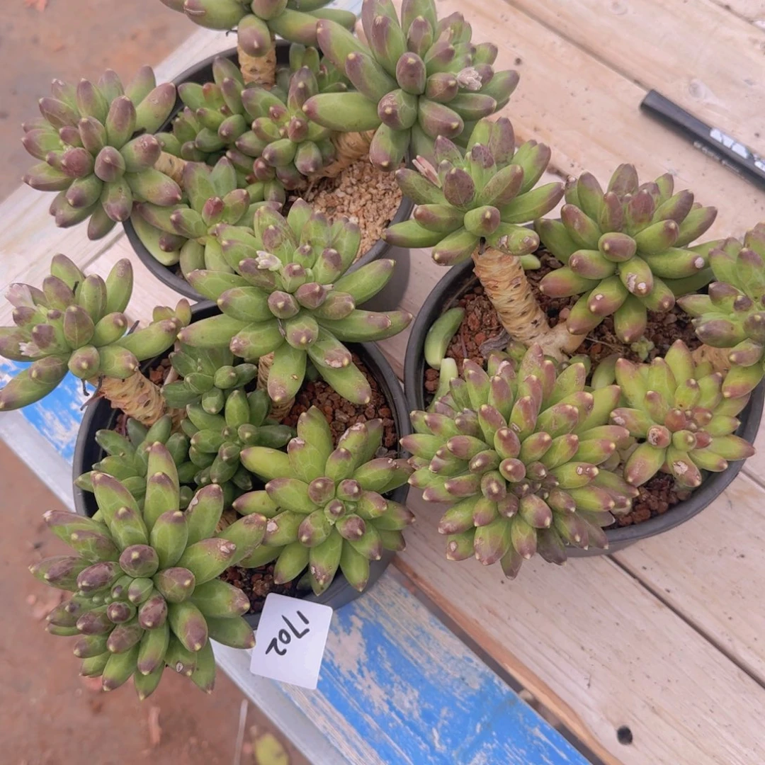 无***11702千代田凡艺多肉