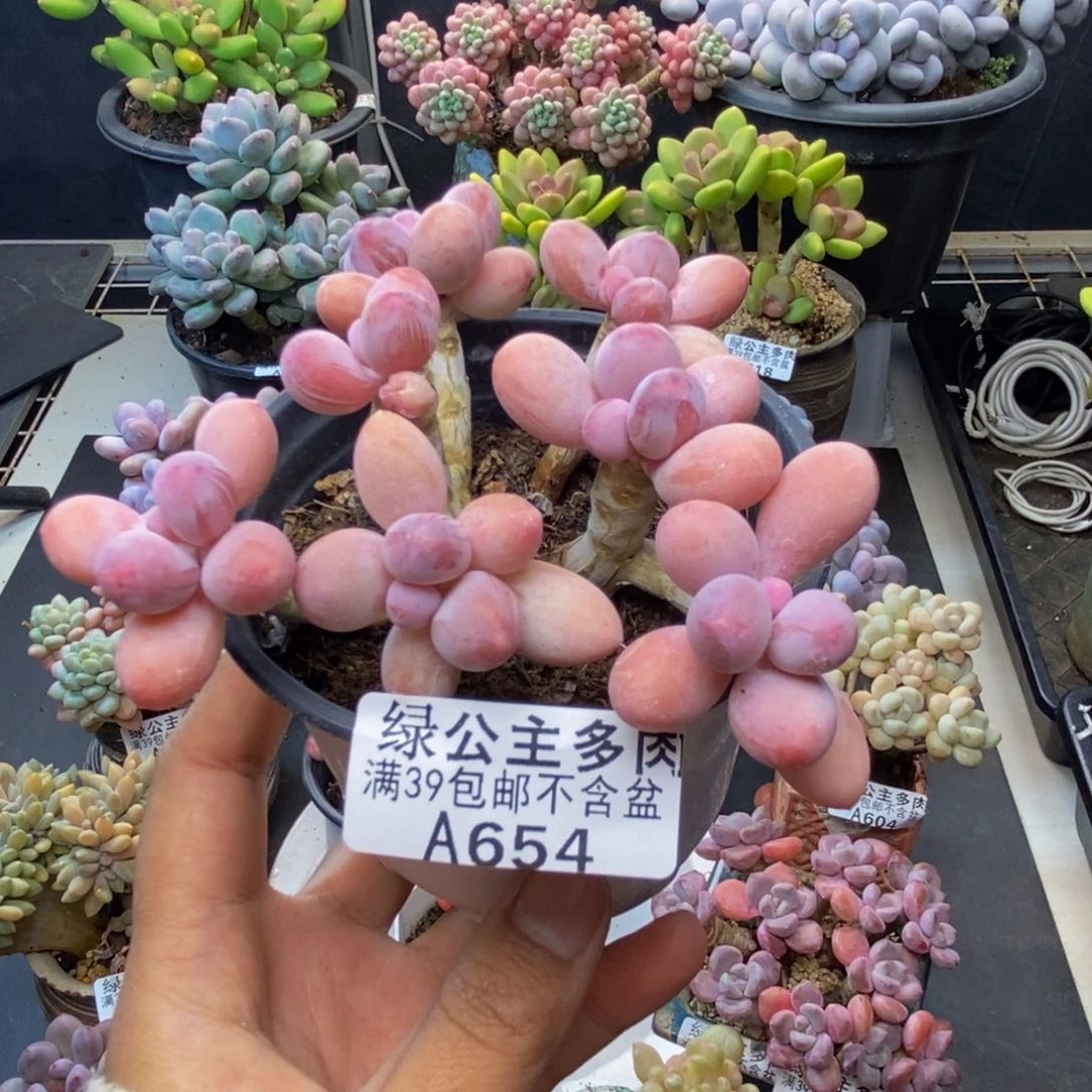 654香水手指奶多肉8c m