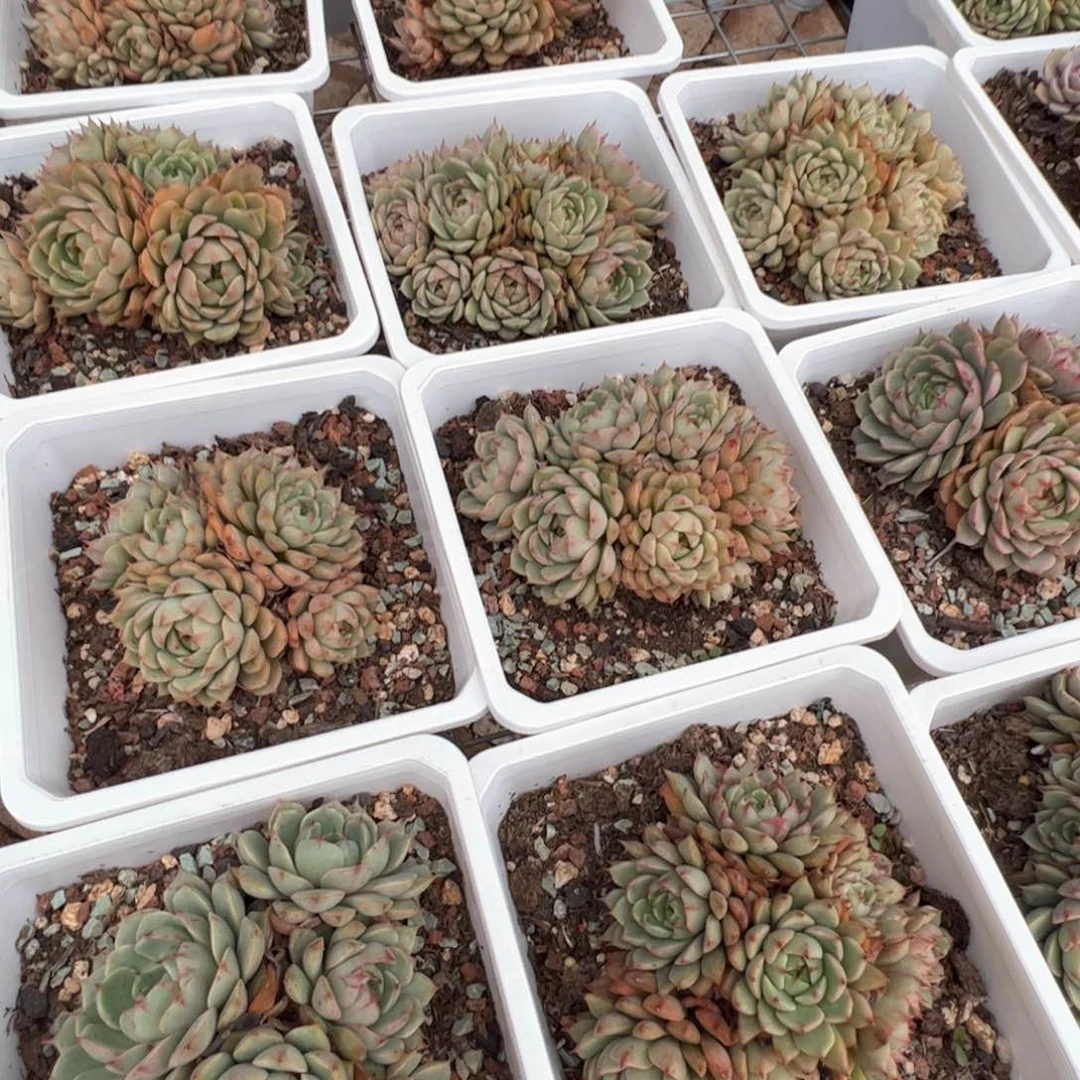 新疆包邮 苯巴蒂斯