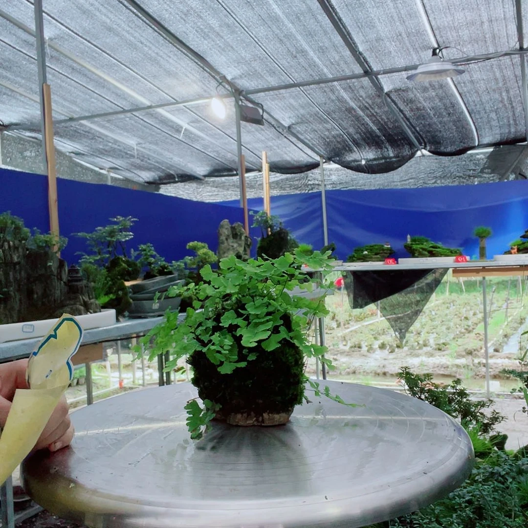 完全开放意阔老师家不带盆