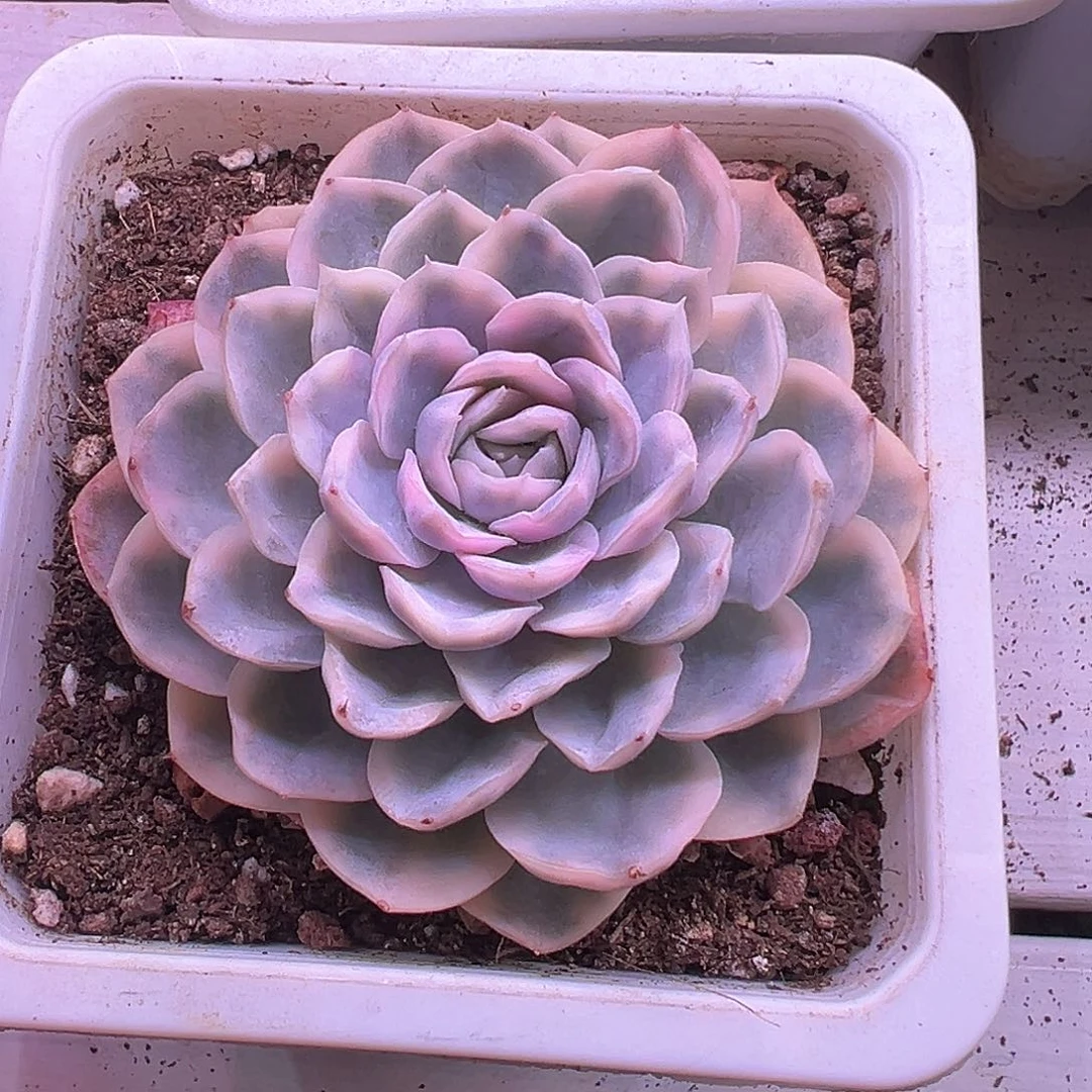 雪球锦多肉植物单头