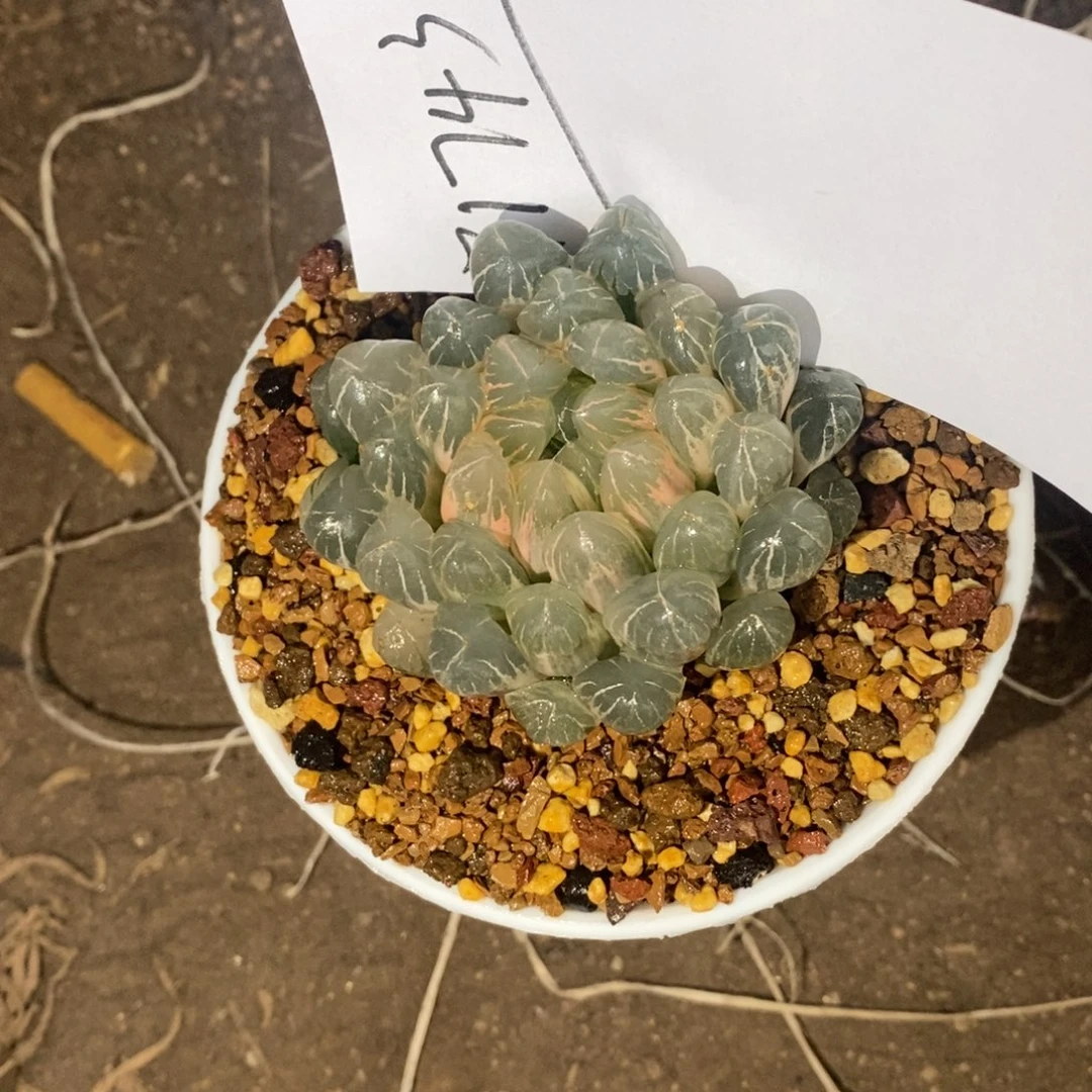 初****1743 换了一颗 加300 新粉福利