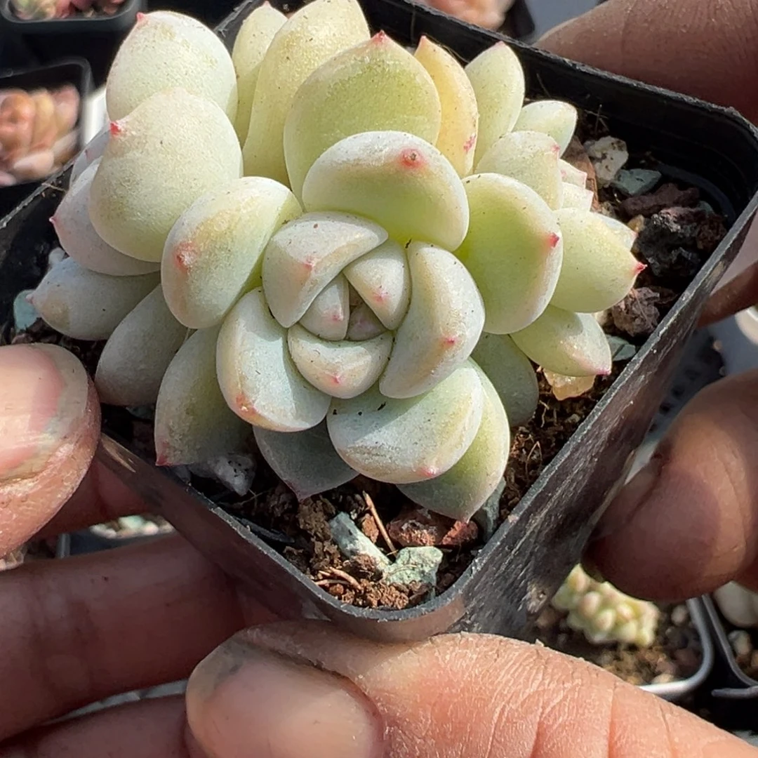 小卡拉米糖心一物一拍