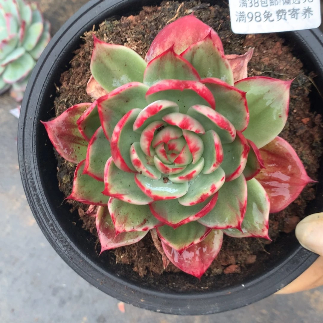 2169号多肉植物10厘米