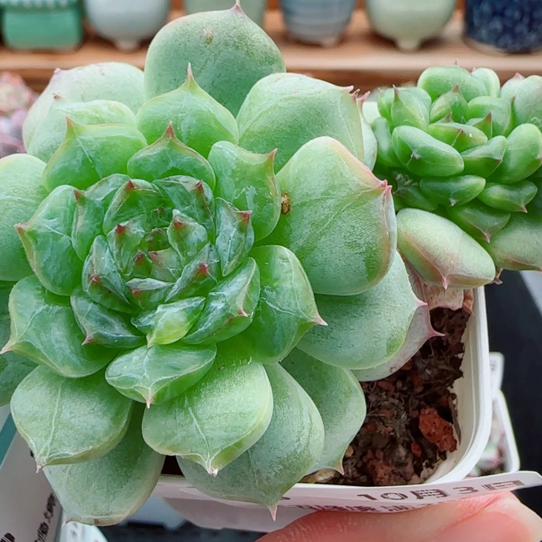 花语逸镜1003-36糖心珍妮