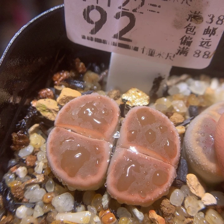 精品生石花122.92