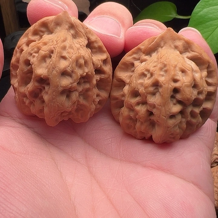 核桃山一代精品佛肚41尺