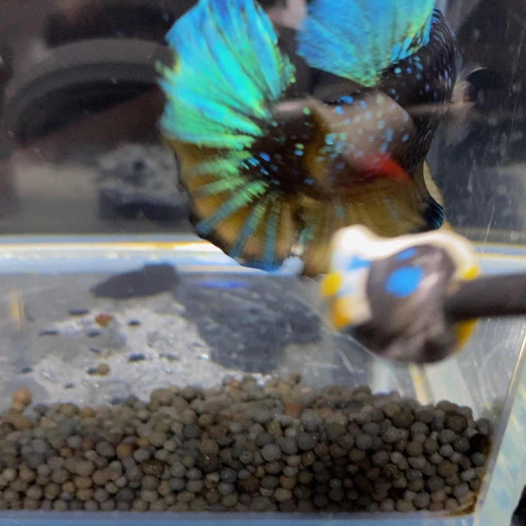 用***0斗鱼362巨斗11111