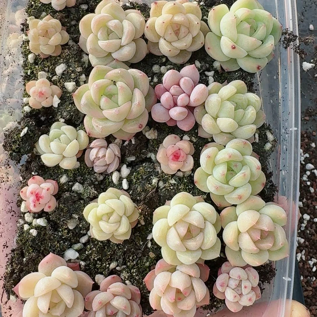 杂交新品珍妮多肉275