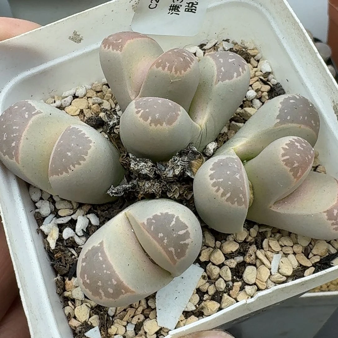 233有点二蜕了所以福利款