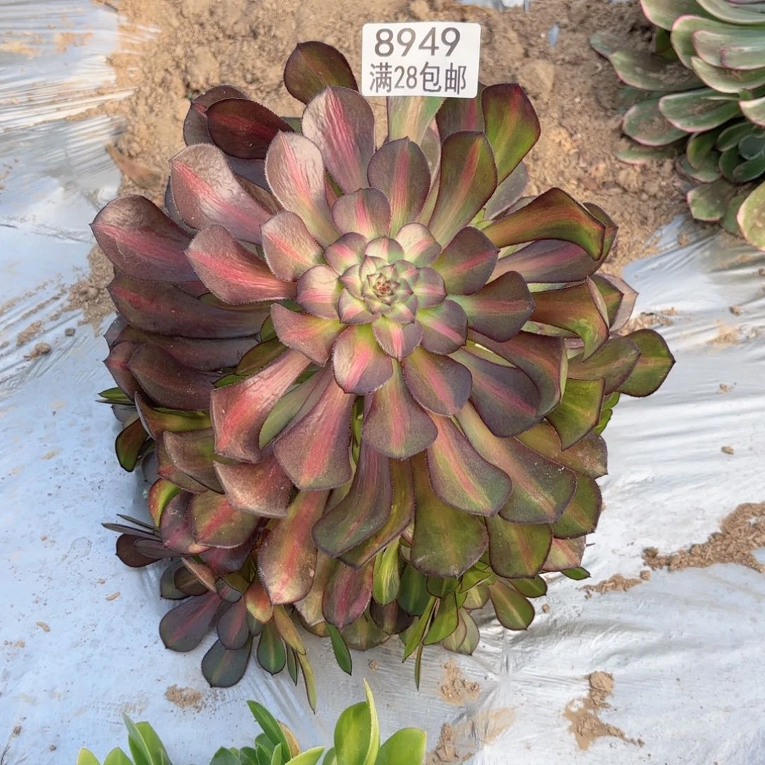 C 8949黑中中班锦多肉