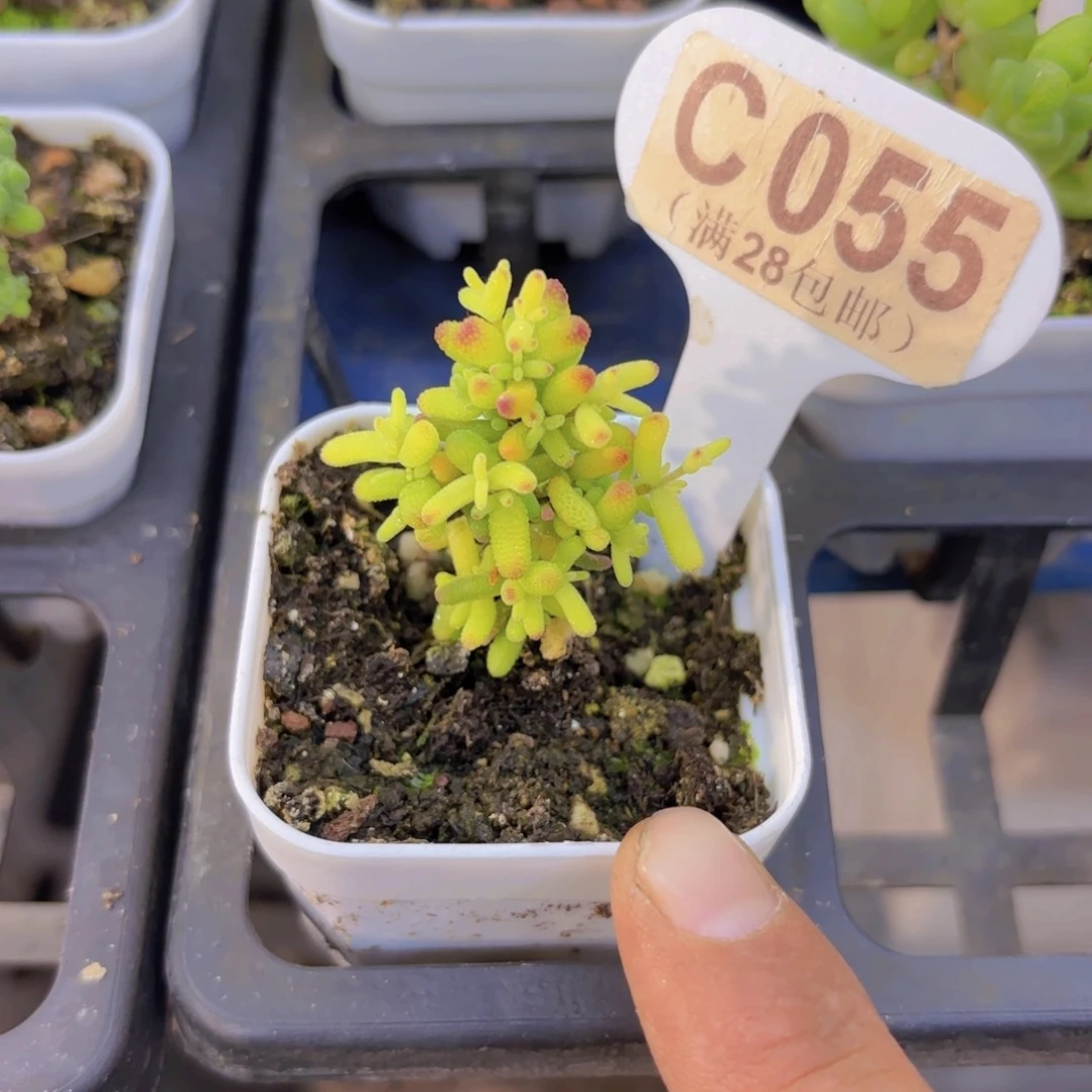 C055糖球锦一物一拍