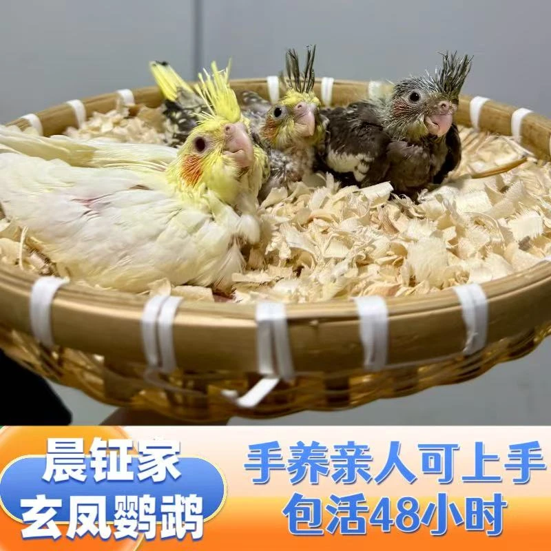 手养玄凤鹦鹉可爱亲人玄凤幼鸟（包活包售后48小时