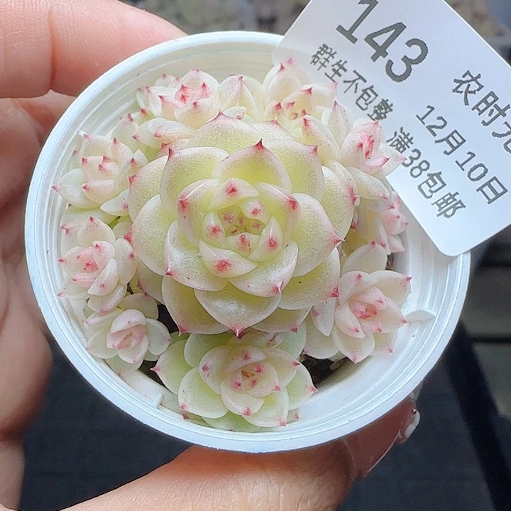 1210-143优选麦杆