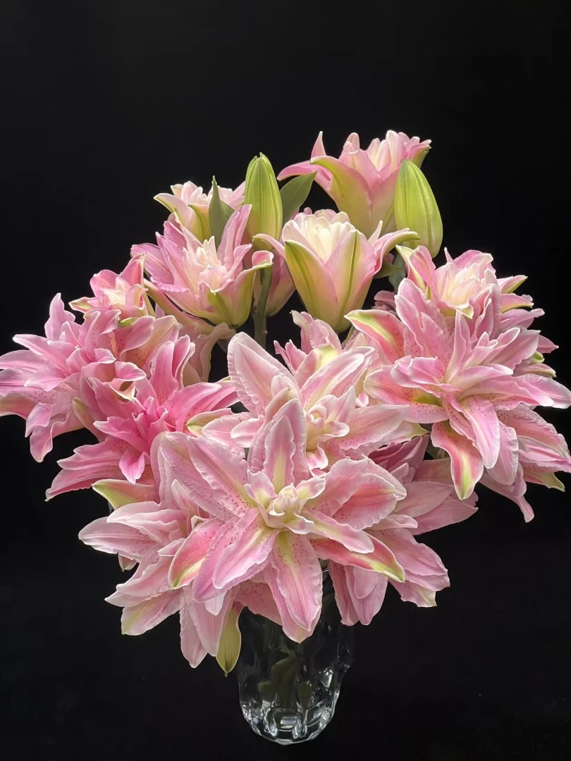 粉红色红蜜糖重瓣百合二头2支（4朵） 花店摆地摊基地直发一手货源