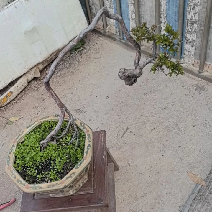 无铅玻璃恕雀梅土球一个包邮