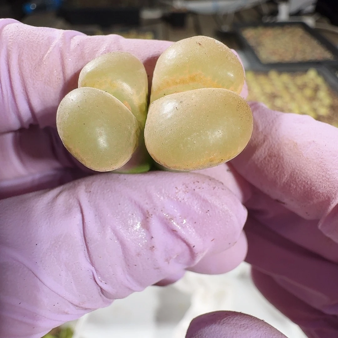 多肉植物福利风铃889