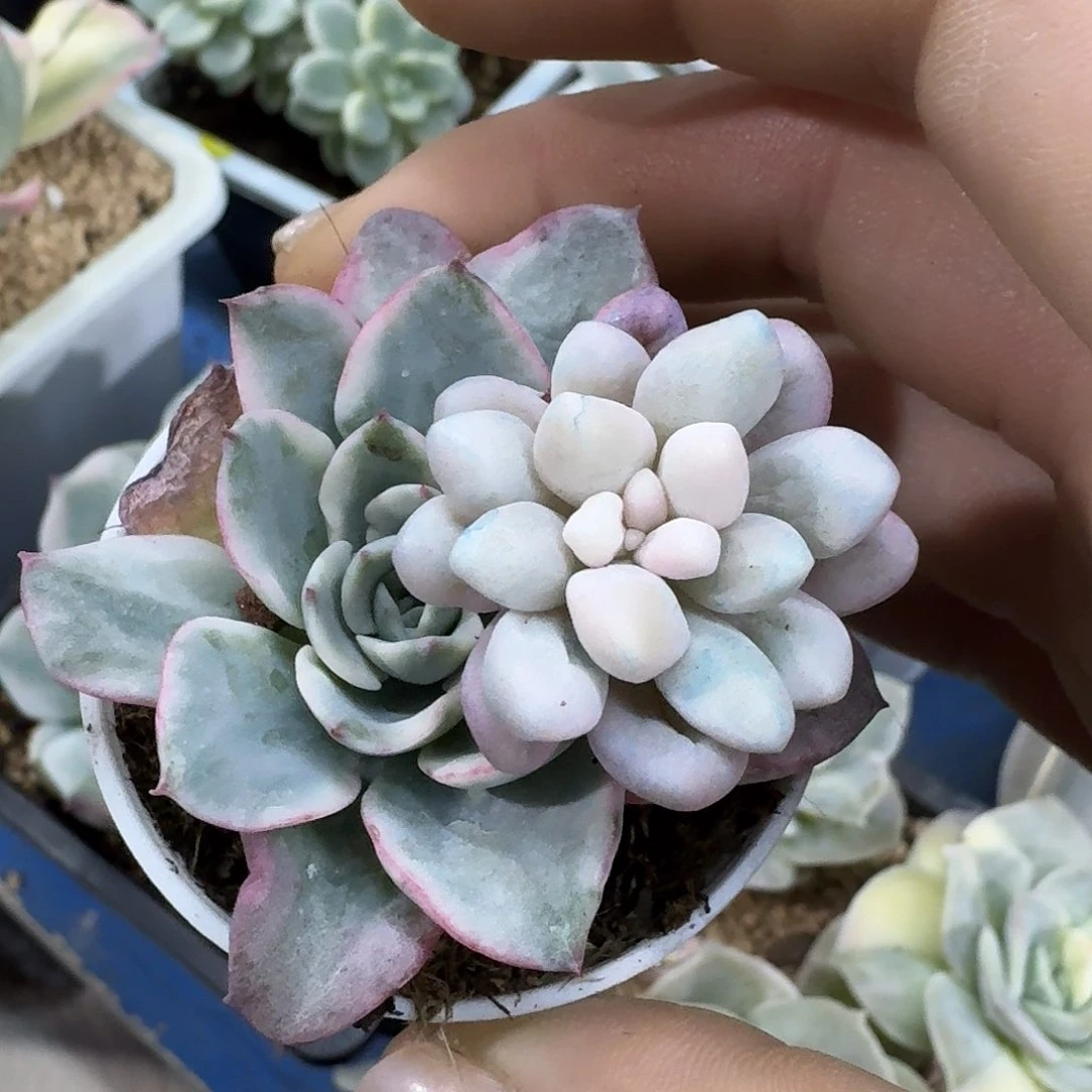 渡**音汤圆锦加奶油黄桃锦