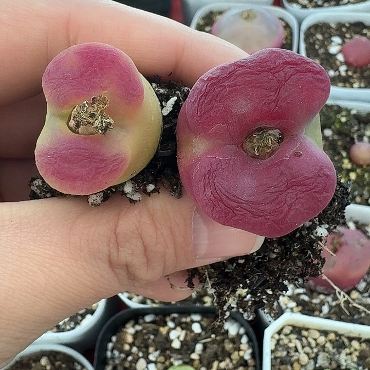 &****处老马生石花蟠桃1301