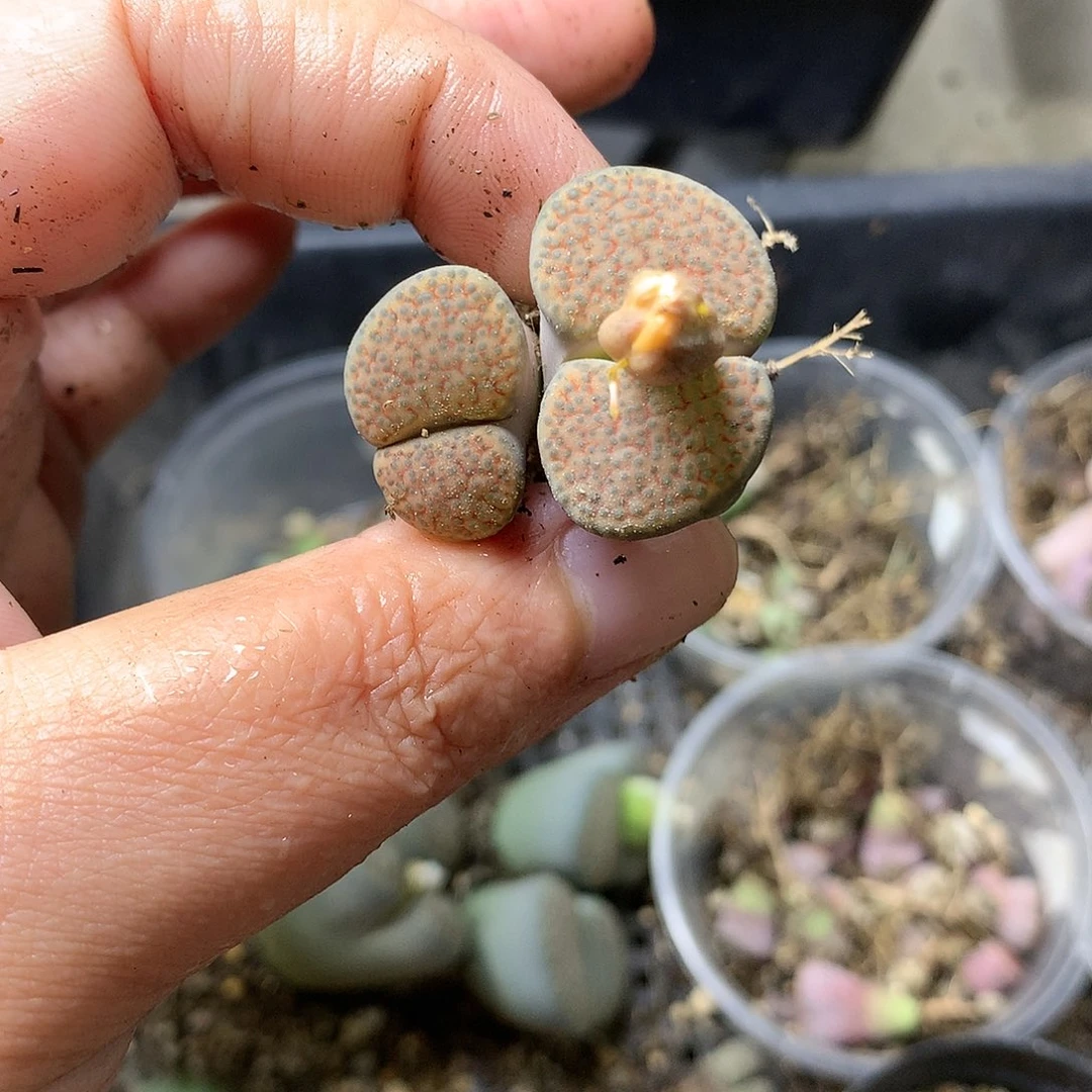 Y40多肉植物保护研究所