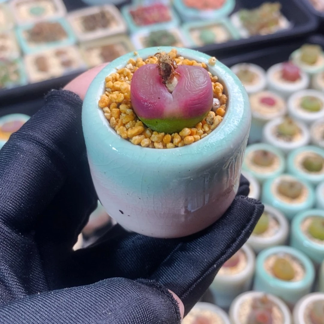 2420-一物一拍 带盆