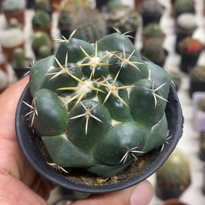 实生安宅象牙特价