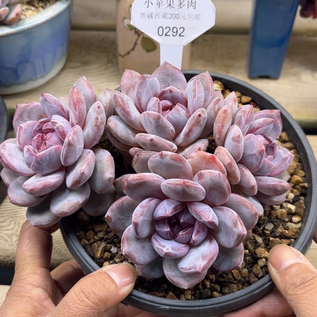 绿底紫心292/16cm4头