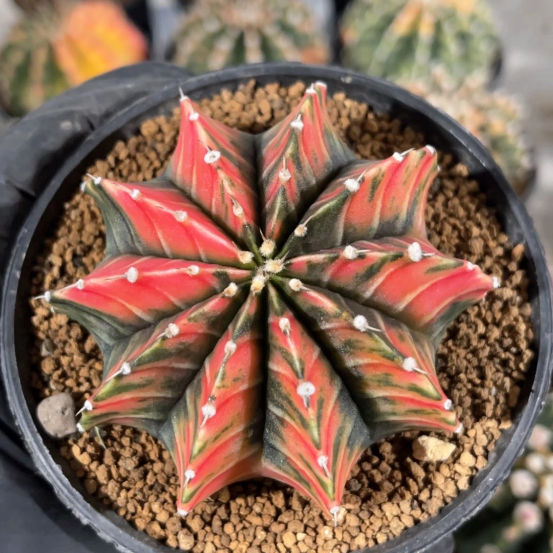 康**鼻实生肋骨锦福利哈哈哈哈哈