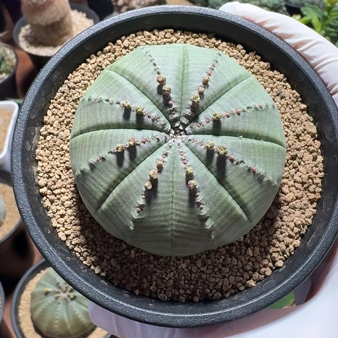 邱***生实生欧布仙人球123