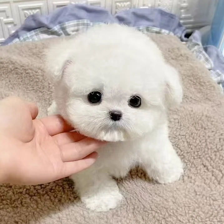 冬瓜皮韩系小体比熊萌宠狗狗