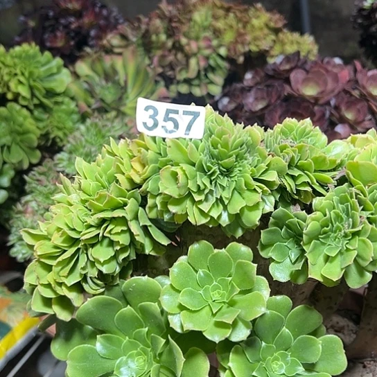 @***人多肉植物一个绿玫瑰357