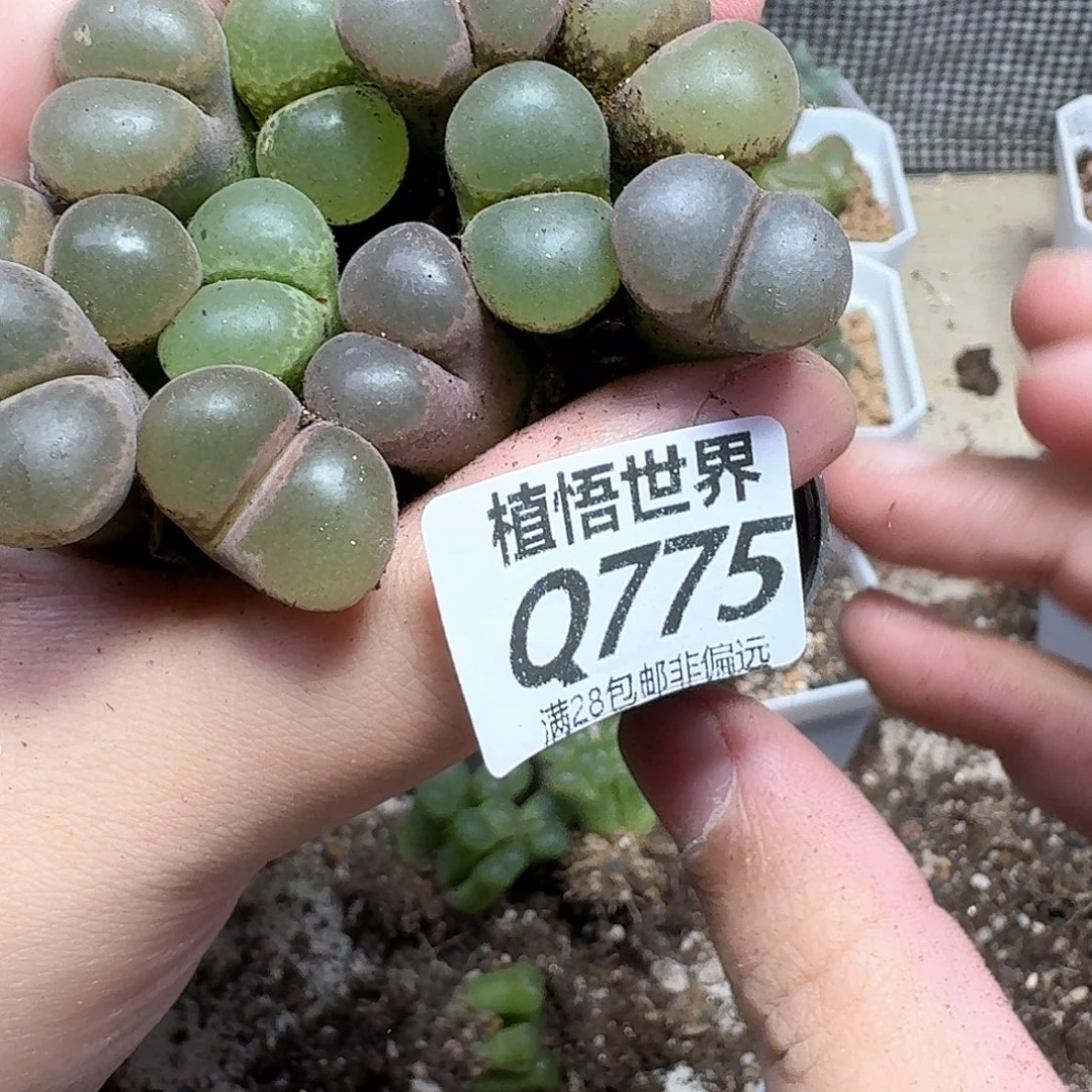 多肉植物的润泽吃fg
