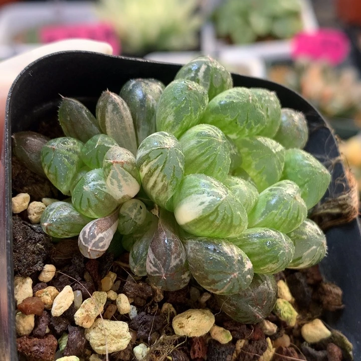 塑料皮玉露锦带盆土