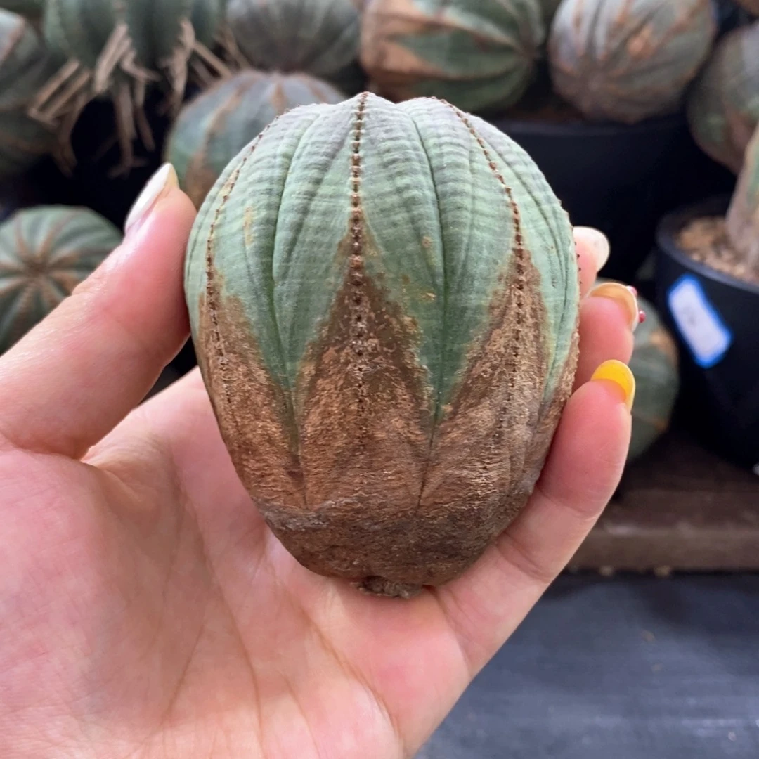 原产地布纹球一物一拍